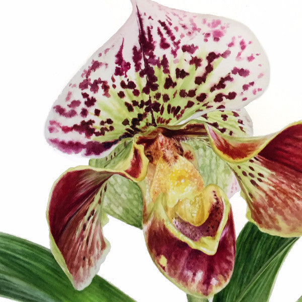 Orchid