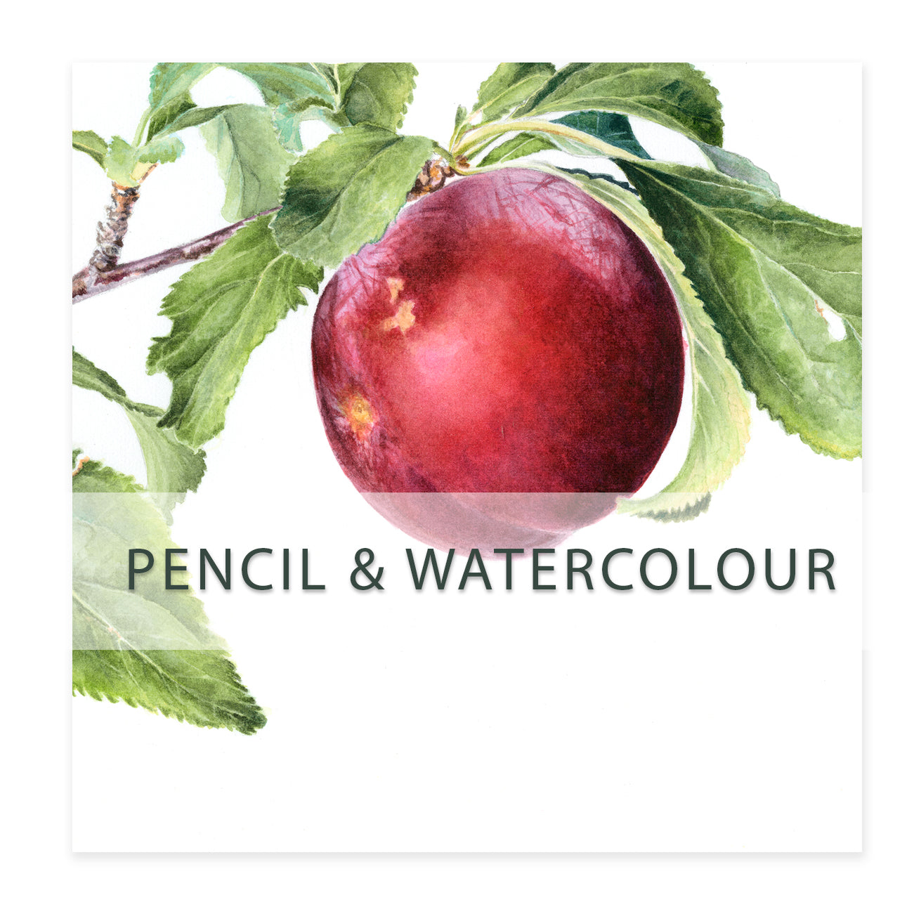 Pencil and Watercolour Introduction 4 x 2hr sessions