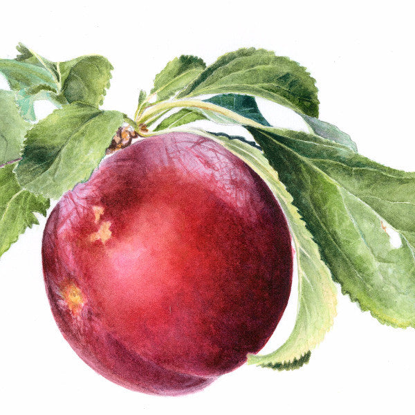 Plum - Original Water Colour