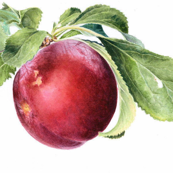 Plum - limited edition (25) Print