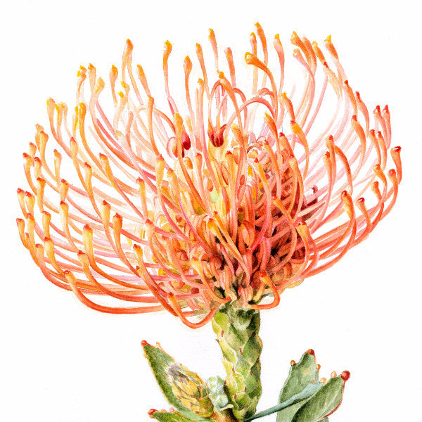 Pincushion Protea