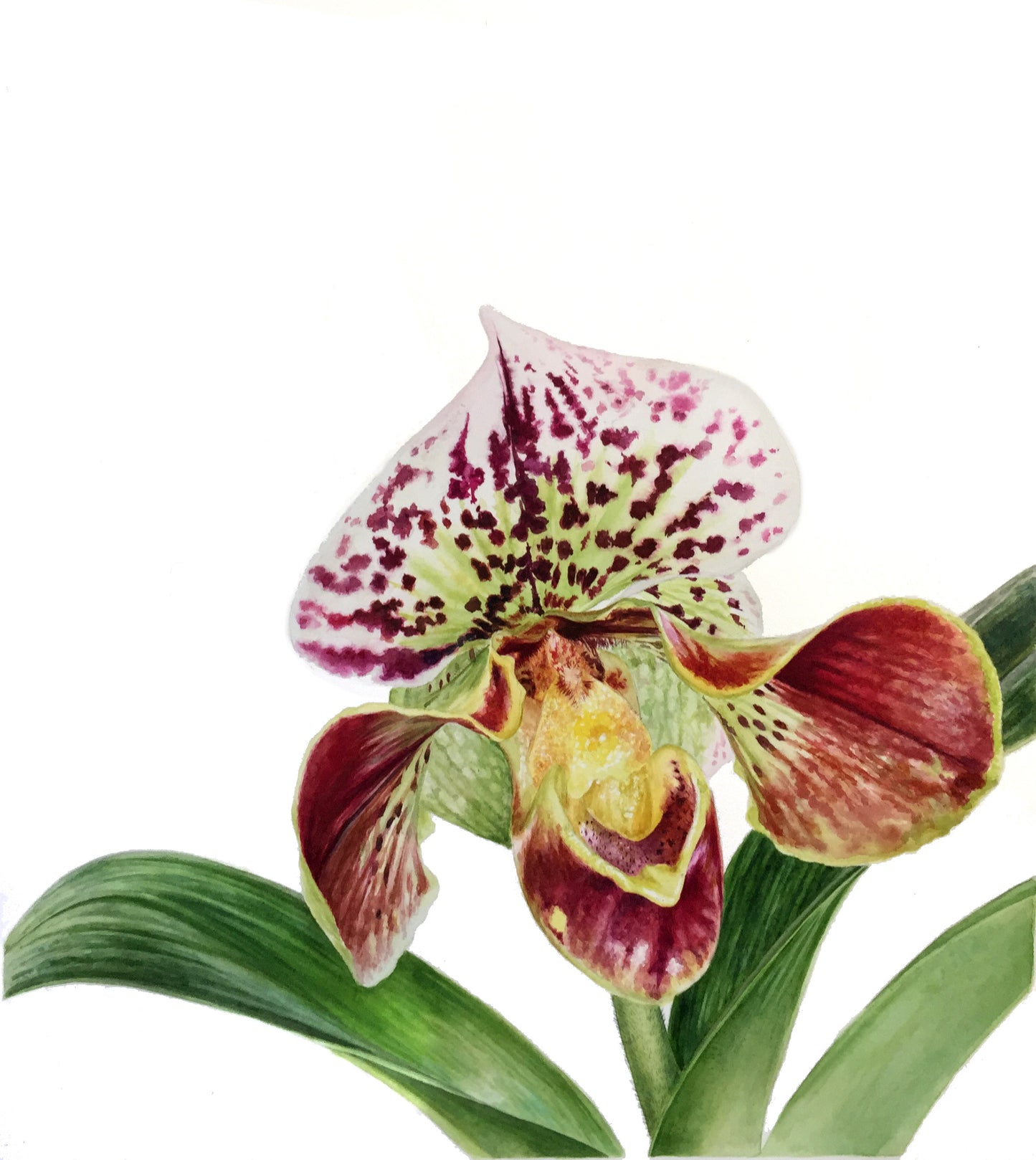 Orchid