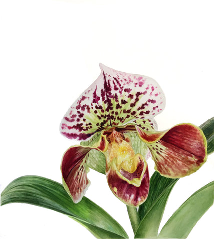 Orchid