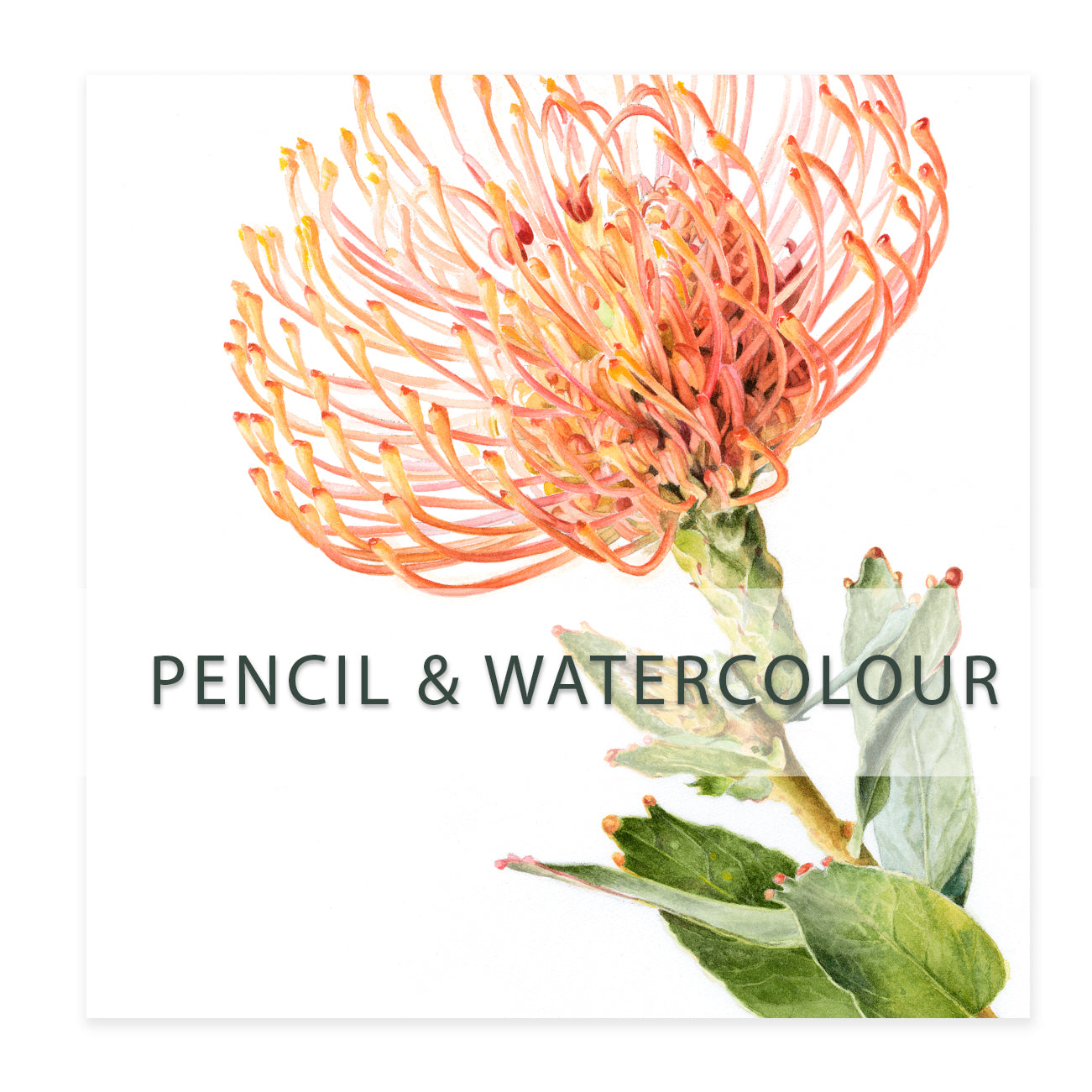 Pencil and Watercolour Introduction 4 x 2hr sessions