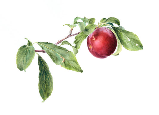 Plum - Original Water Colour