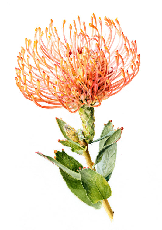 Pincushion Protea