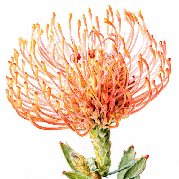 Pincushion Protea Limited Edition Print